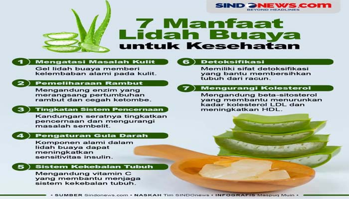 7 Manfaat Lidah Buaya untuk Kesehatan,Turunkan Kolesterol